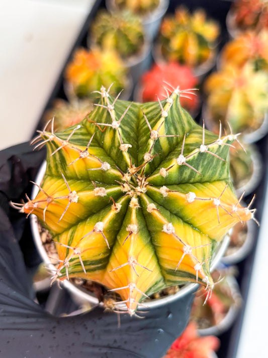 Gymnocalycium LB Hybrid | (gy6) (g7) | variegated cactus