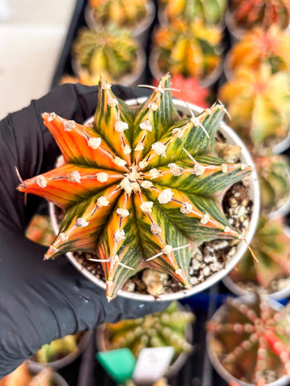 Gymnocalycium LB Hybrid | (gy6) (r4) | variegated cactus
