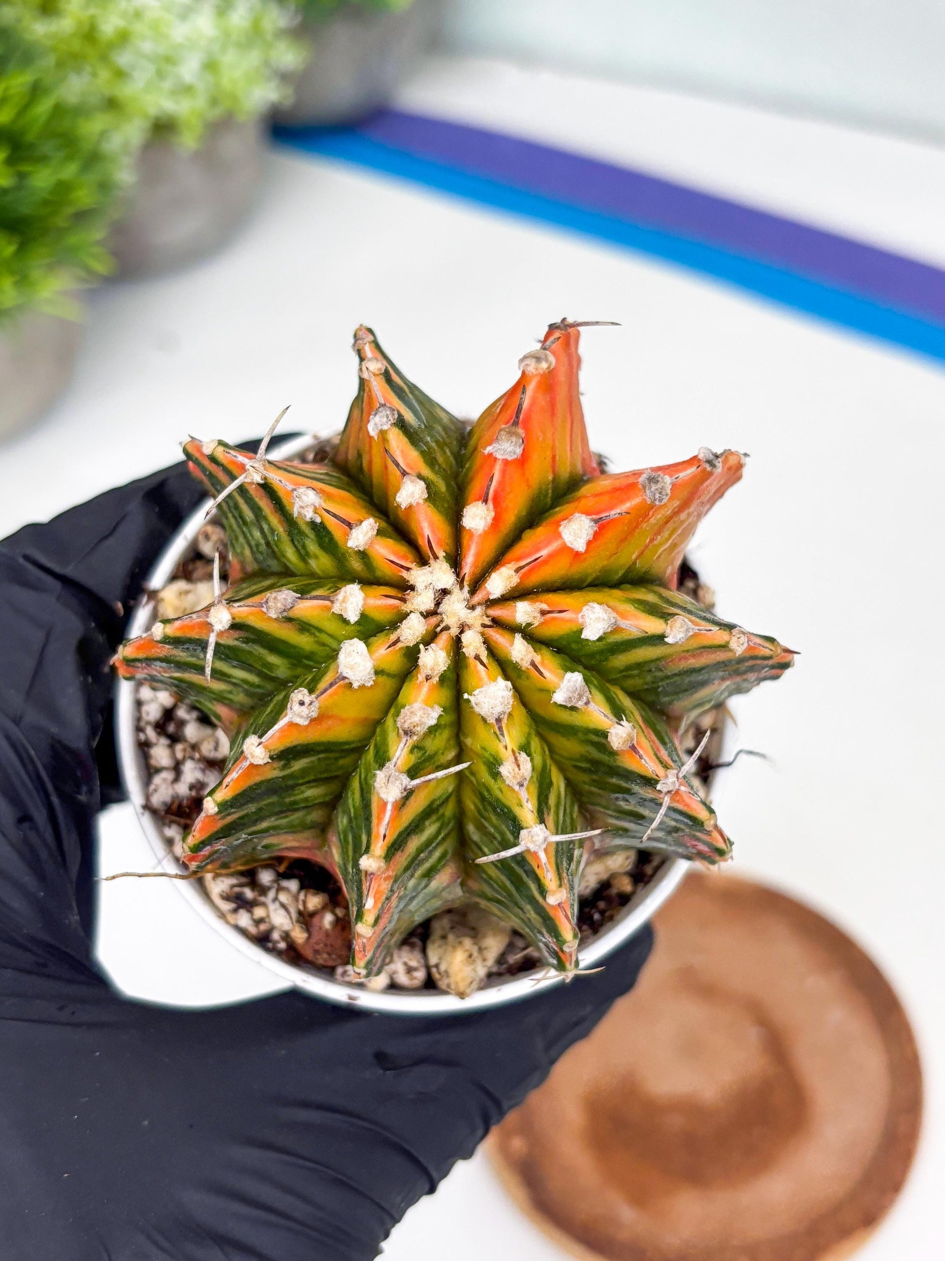 Gymnocalycium LB Hybrid | (gy6) (r4) | variegated cactus