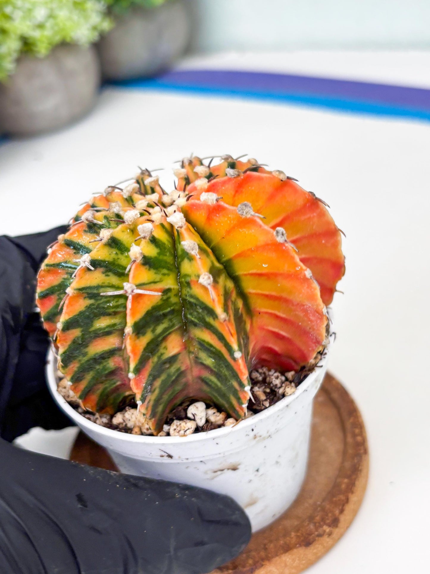 Gymnocalycium LB Hybrid | (gy6) (r4) | variegated cactus