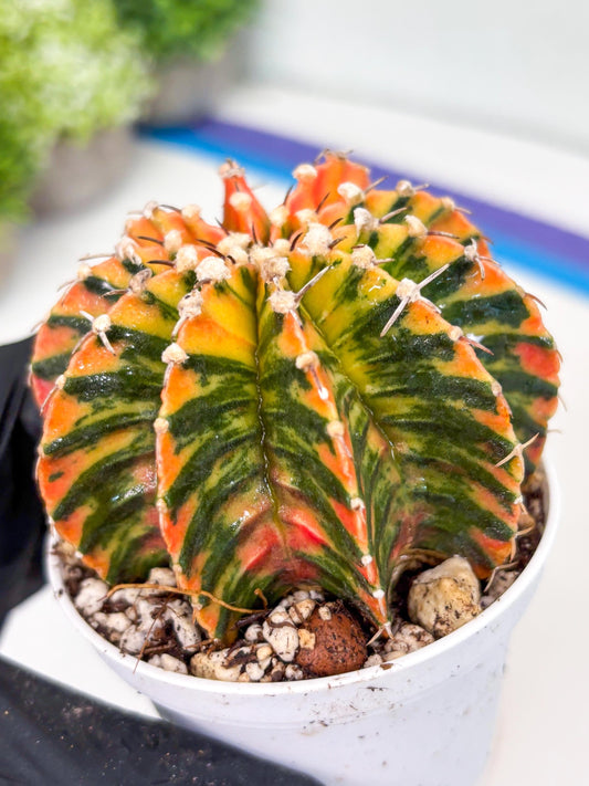 Gymnocalycium LB Hybrid | (gy6) (r4) | variegated cactus