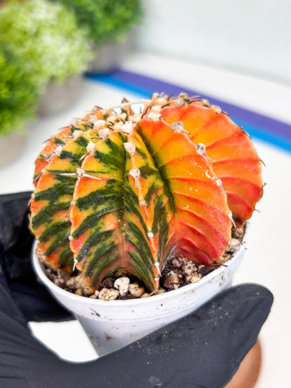 Gymnocalycium LB Hybrid | (gy6) (r4) | variegated cactus