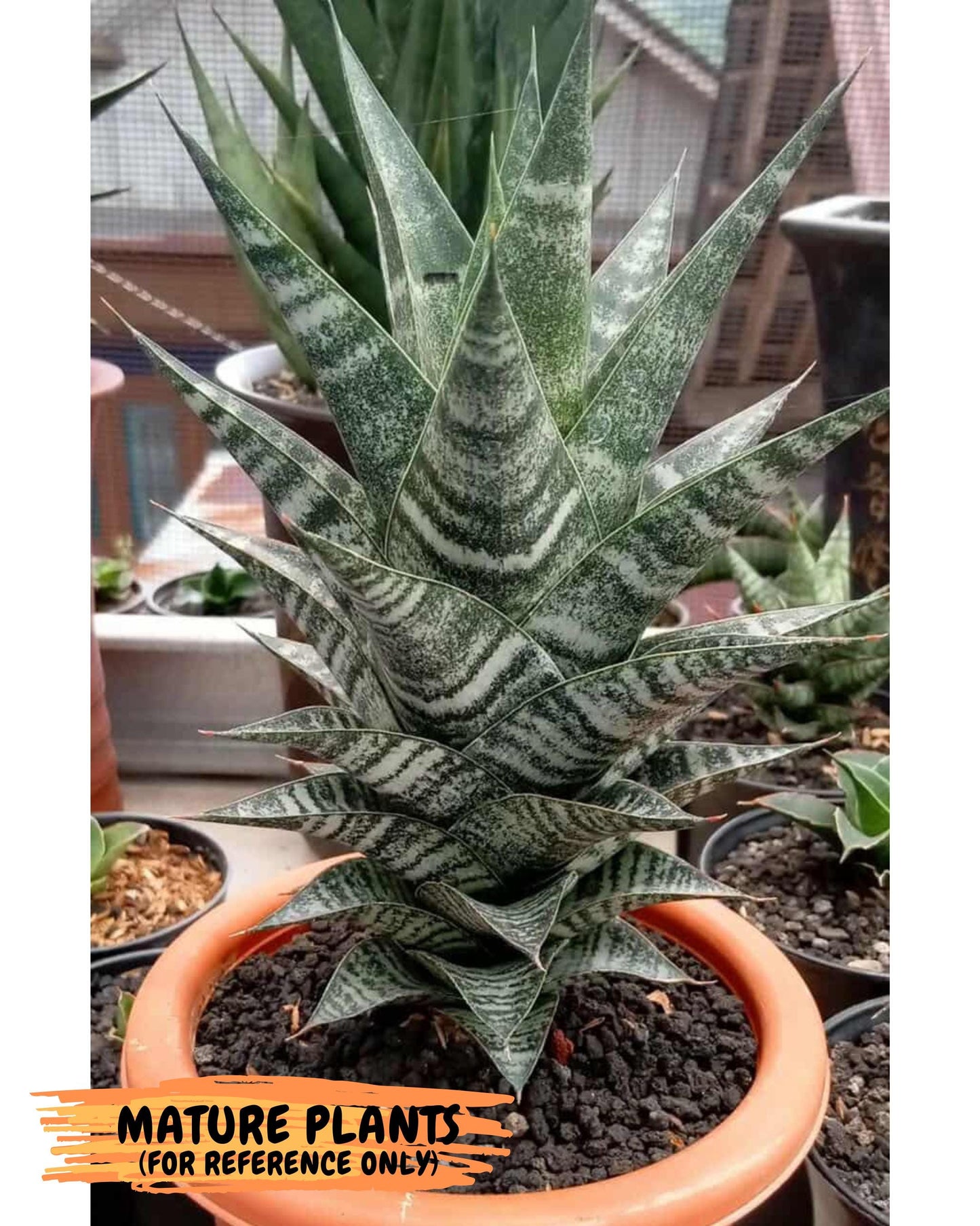 Sansevieria Widi (#Ba75) | Imported Hybrid Species