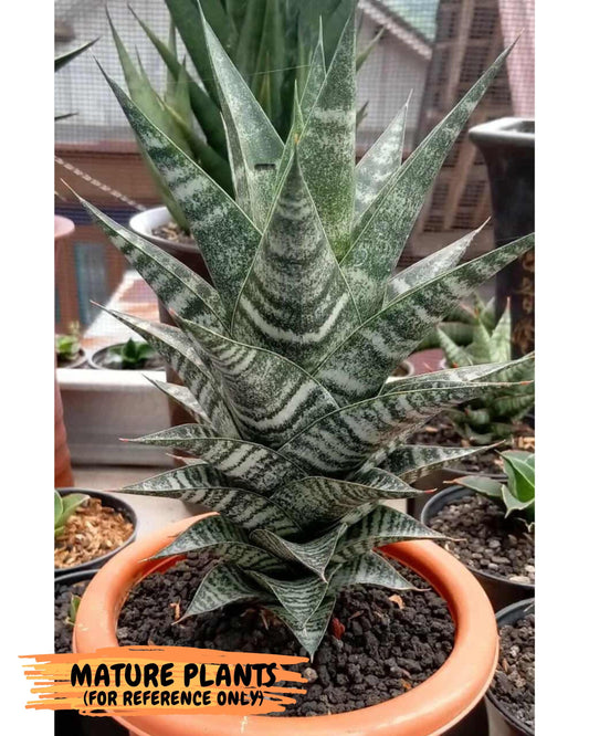 Sansevieria Widi (#Ba75) | Imported Hybrid Species