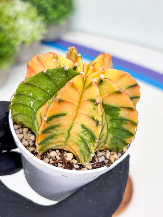 Gymnocalycium LB Hybrid | (gy7) (b1) | variegated cactus