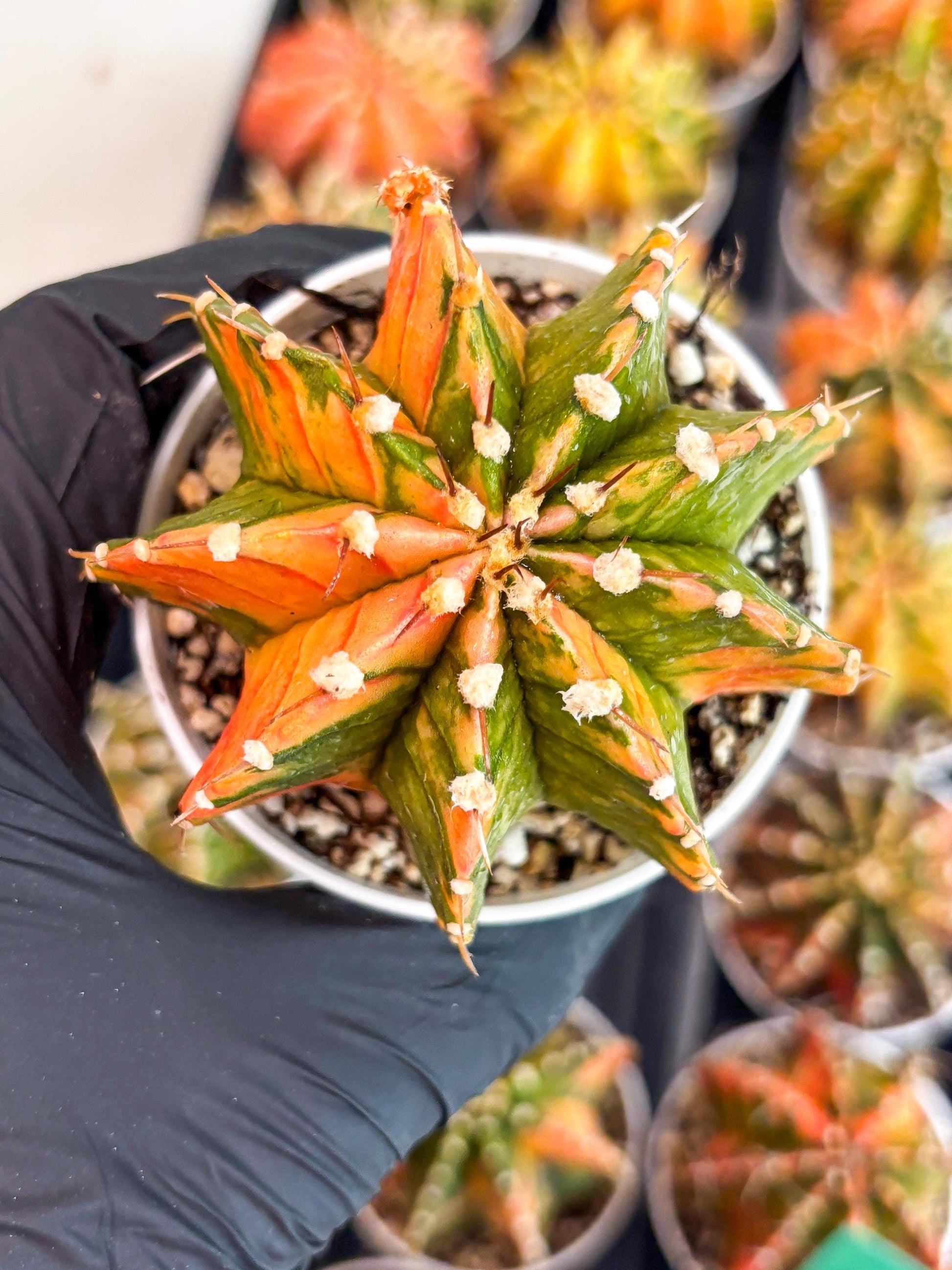 Gymnocalycium LB Hybrid | (gy7) (b3) | variegated cactus