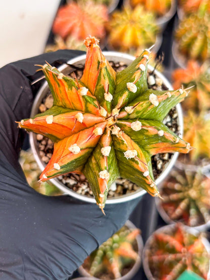 Gymnocalycium LB Hybrid | (gy7) (b3) | variegated cactus