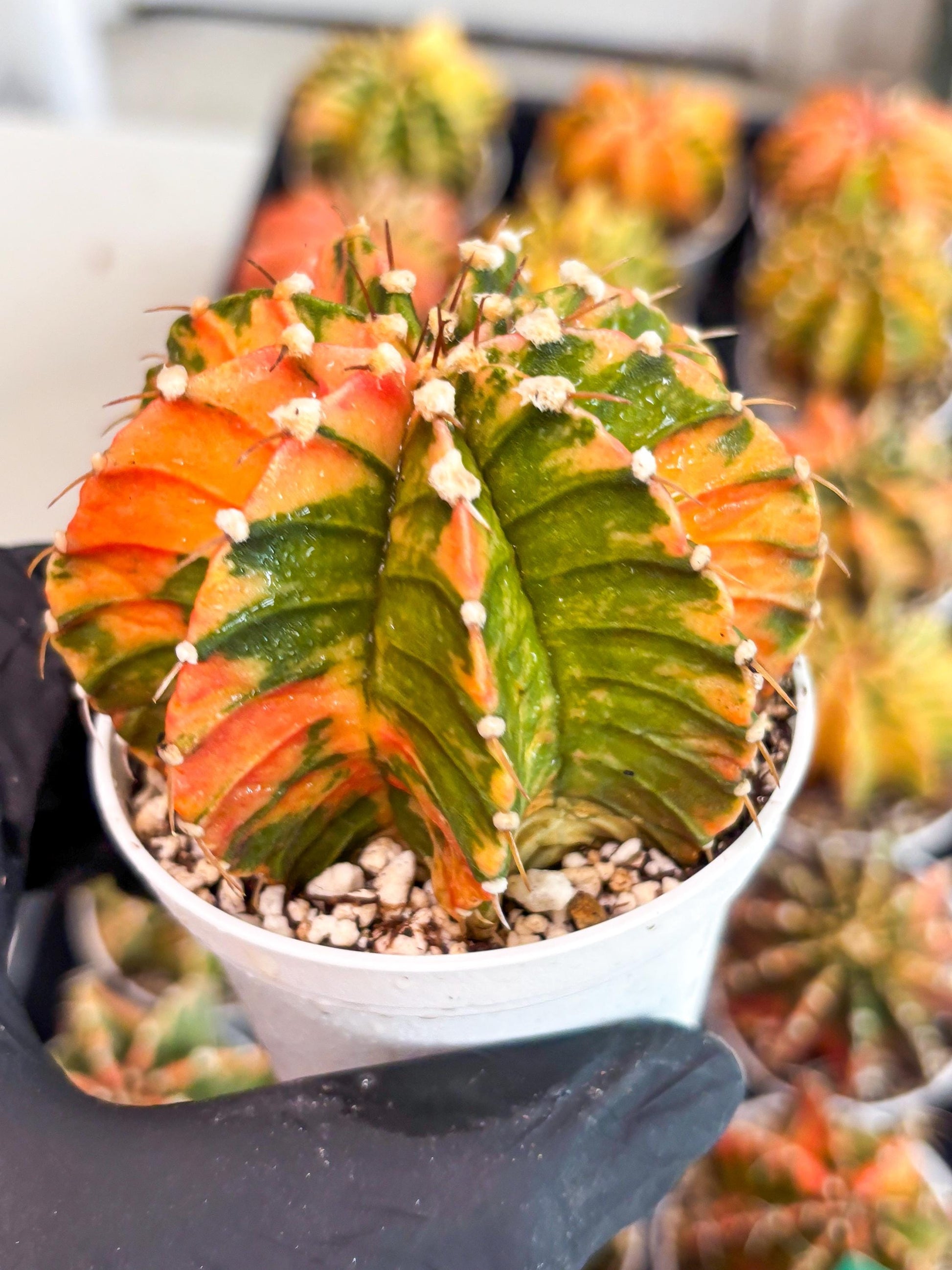 Gymnocalycium LB Hybrid | (gy7) (b3) | variegated cactus