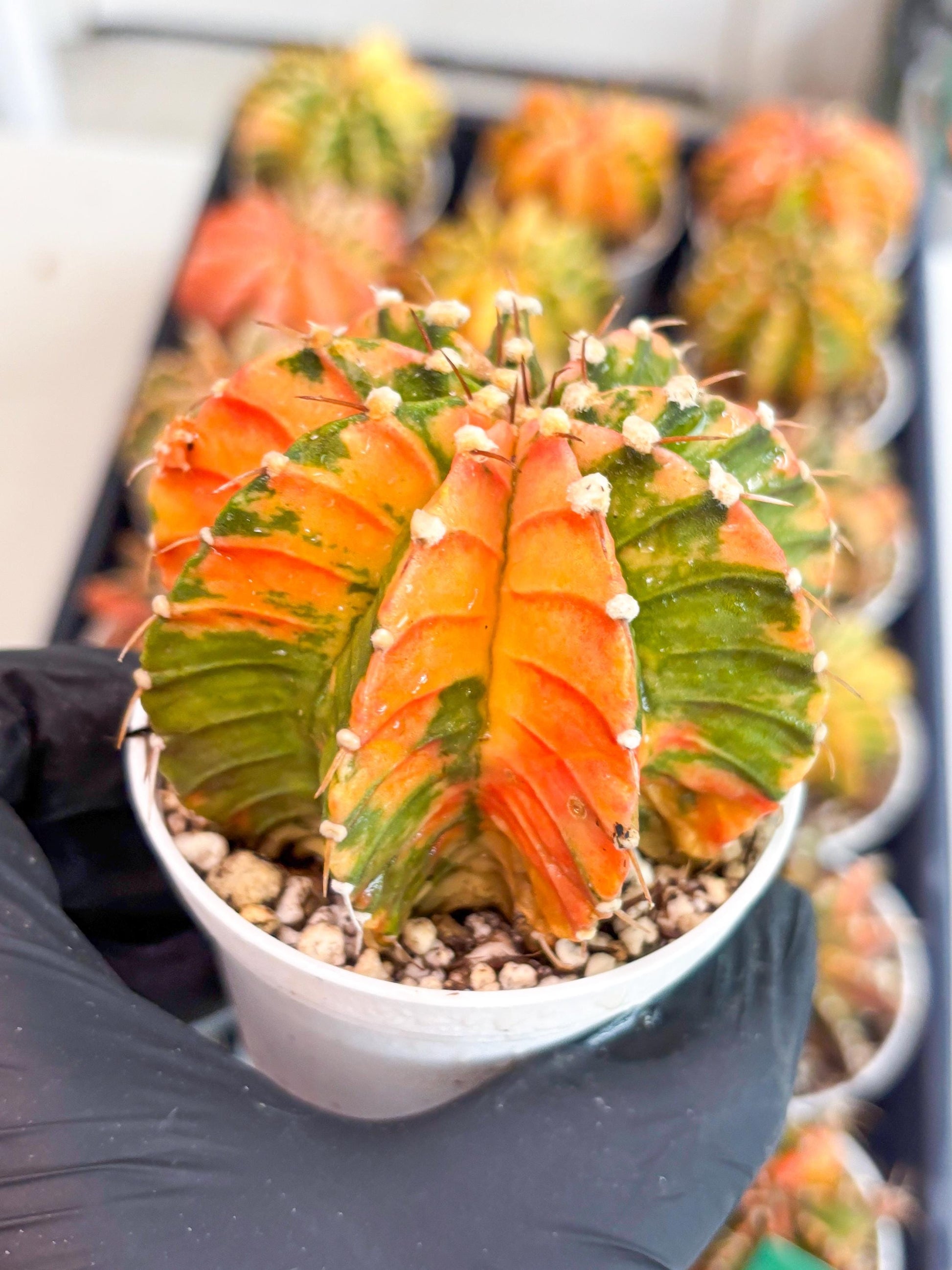 Gymnocalycium LB Hybrid | (gy7) (b3) | variegated cactus