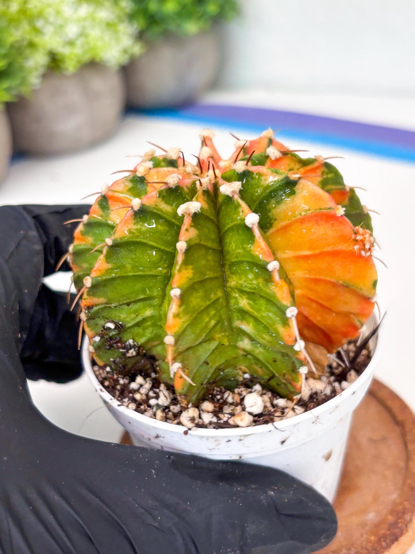 Gymnocalycium LB Hybrid | (gy7) (b3) | variegated cactus