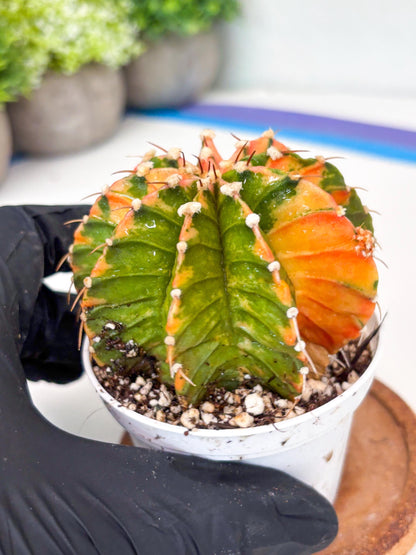 Gymnocalycium LB Hybrid | (gy7) (b3) | variegated cactus