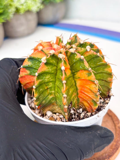 Gymnocalycium LB Hybrid | (gy7) (b3) | variegated cactus