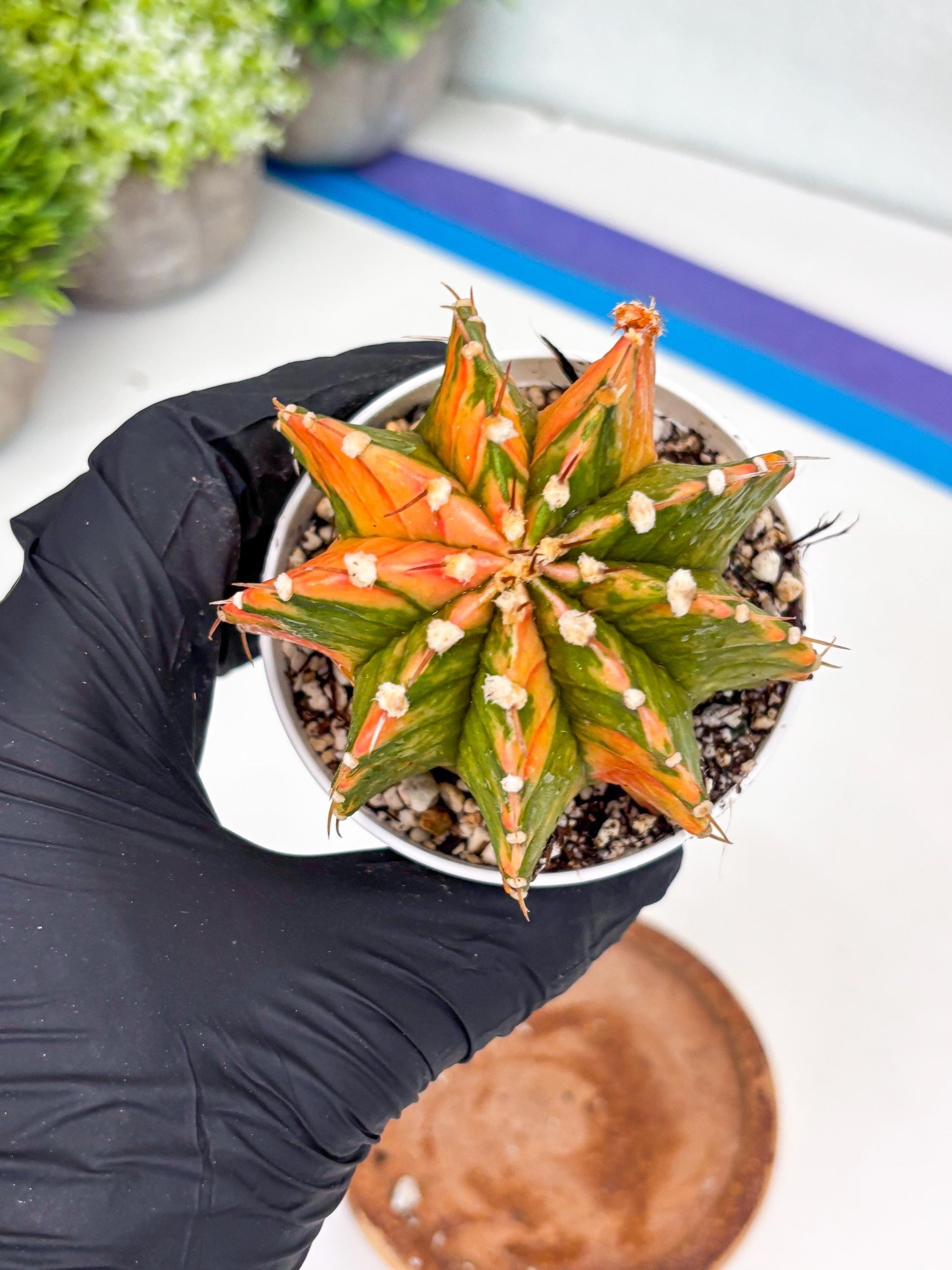 Gymnocalycium LB Hybrid | (gy7) (b3) | variegated cactus