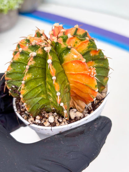 Gymnocalycium LB Hybrid | (gy7) (b3) | variegated cactus