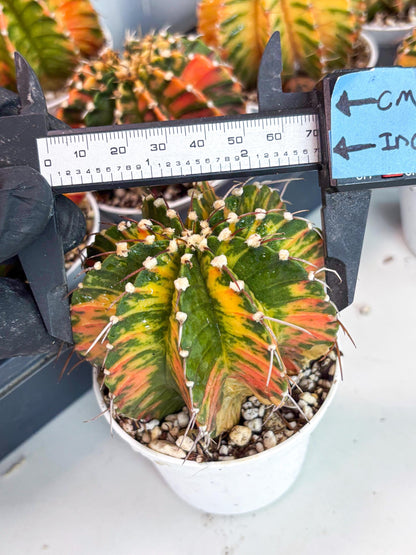 Gymnocalycium LB Hybrid | (gy7) (b4) | variegated cactus