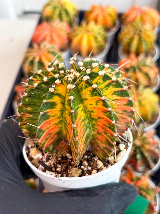 Gymnocalycium LB Hybrid | (gy7) (b4) | variegated cactus