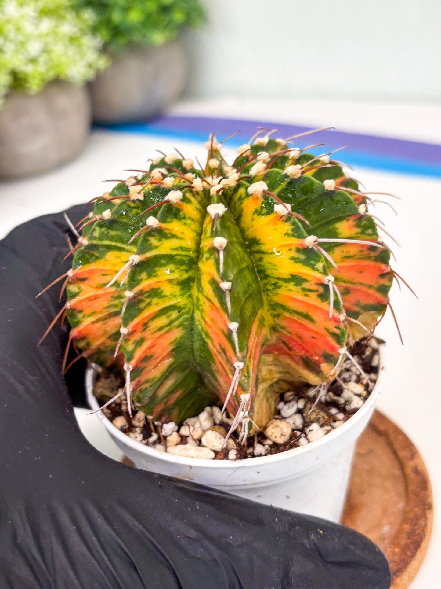 Gymnocalycium LB Hybrid | (gy7) (b4) | variegated cactus