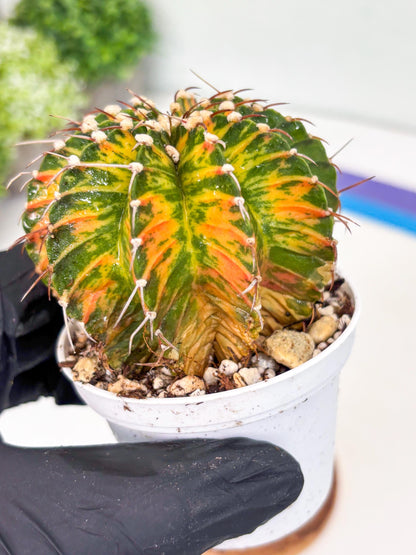 Gymnocalycium LB Hybrid | (gy7) (b4) | variegated cactus