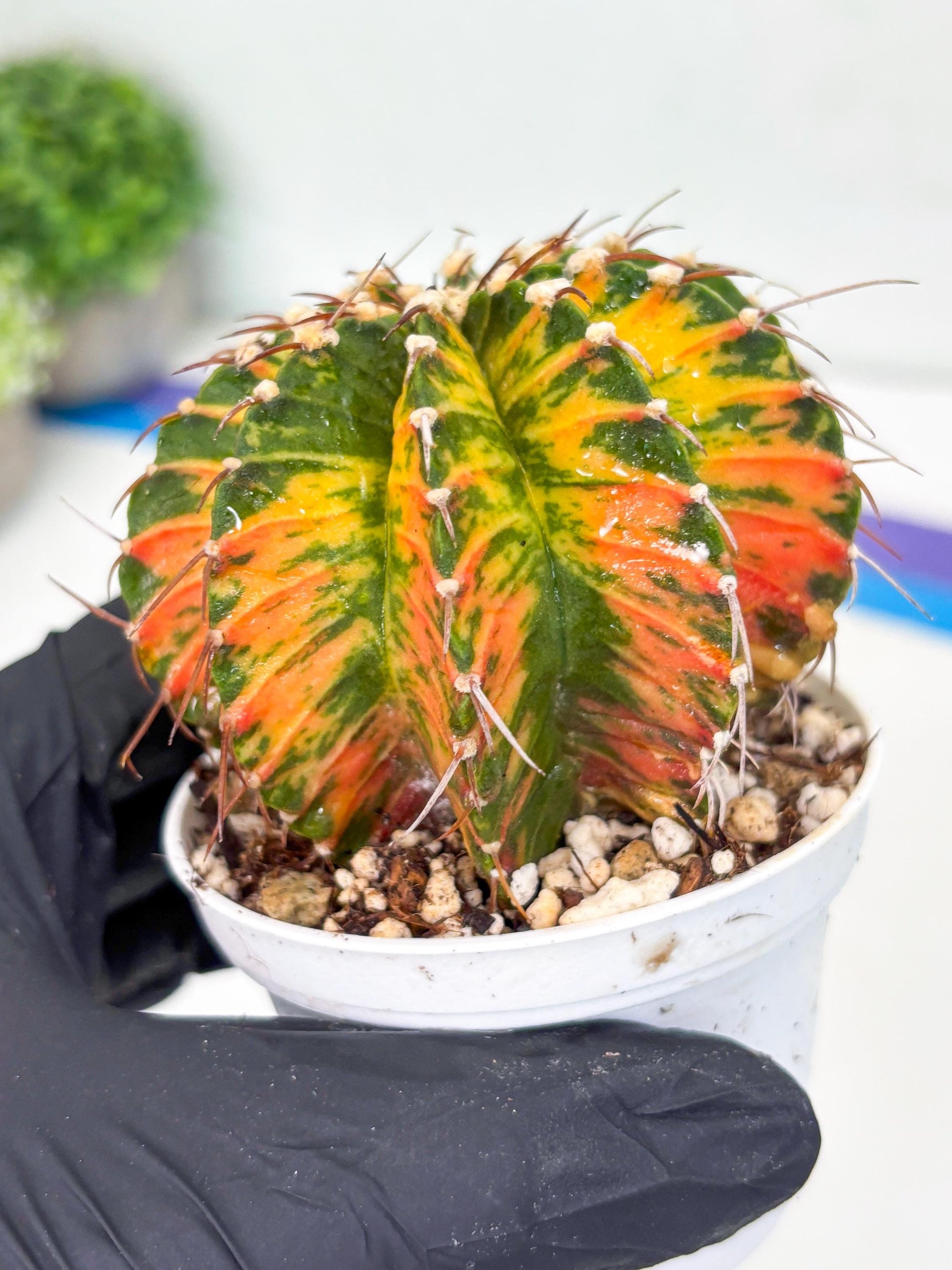 Gymnocalycium LB Hybrid | (gy7) (b4) | variegated cactus