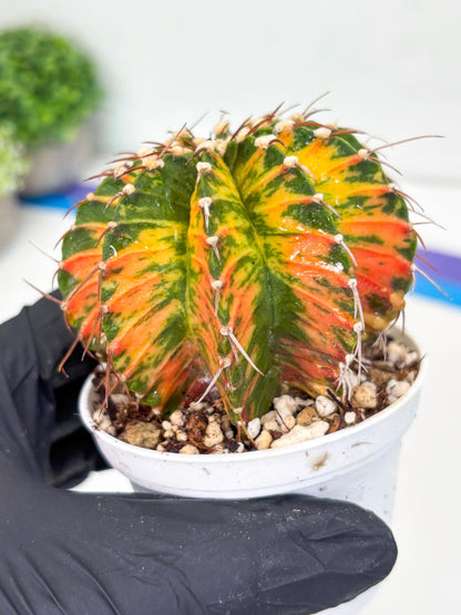 Gymnocalycium LB Hybrid | (gy7) (b4) | variegated cactus