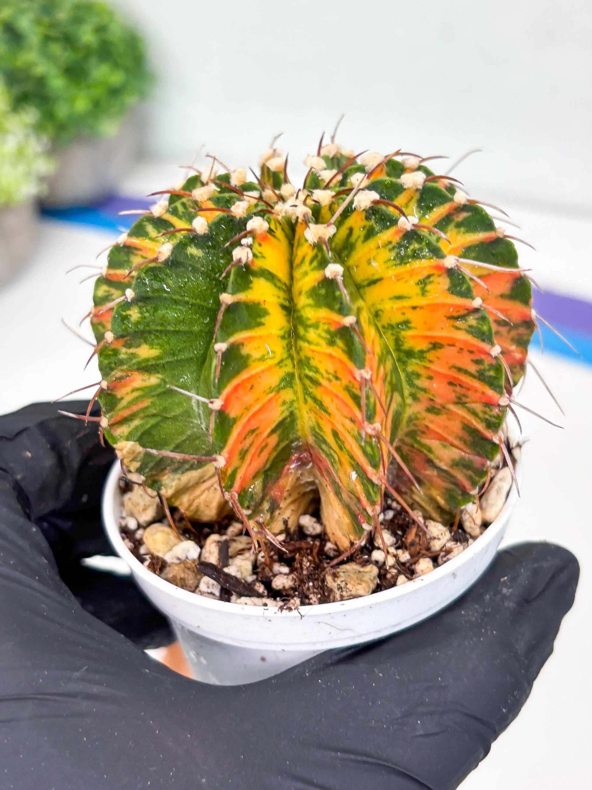 Gymnocalycium LB Hybrid | (gy7) (b4) | variegated cactus