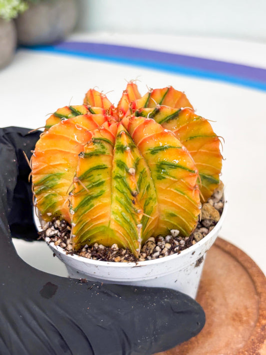 Gymnocalycium LB Hybrid | (gy7) (b7) | variegated cactus