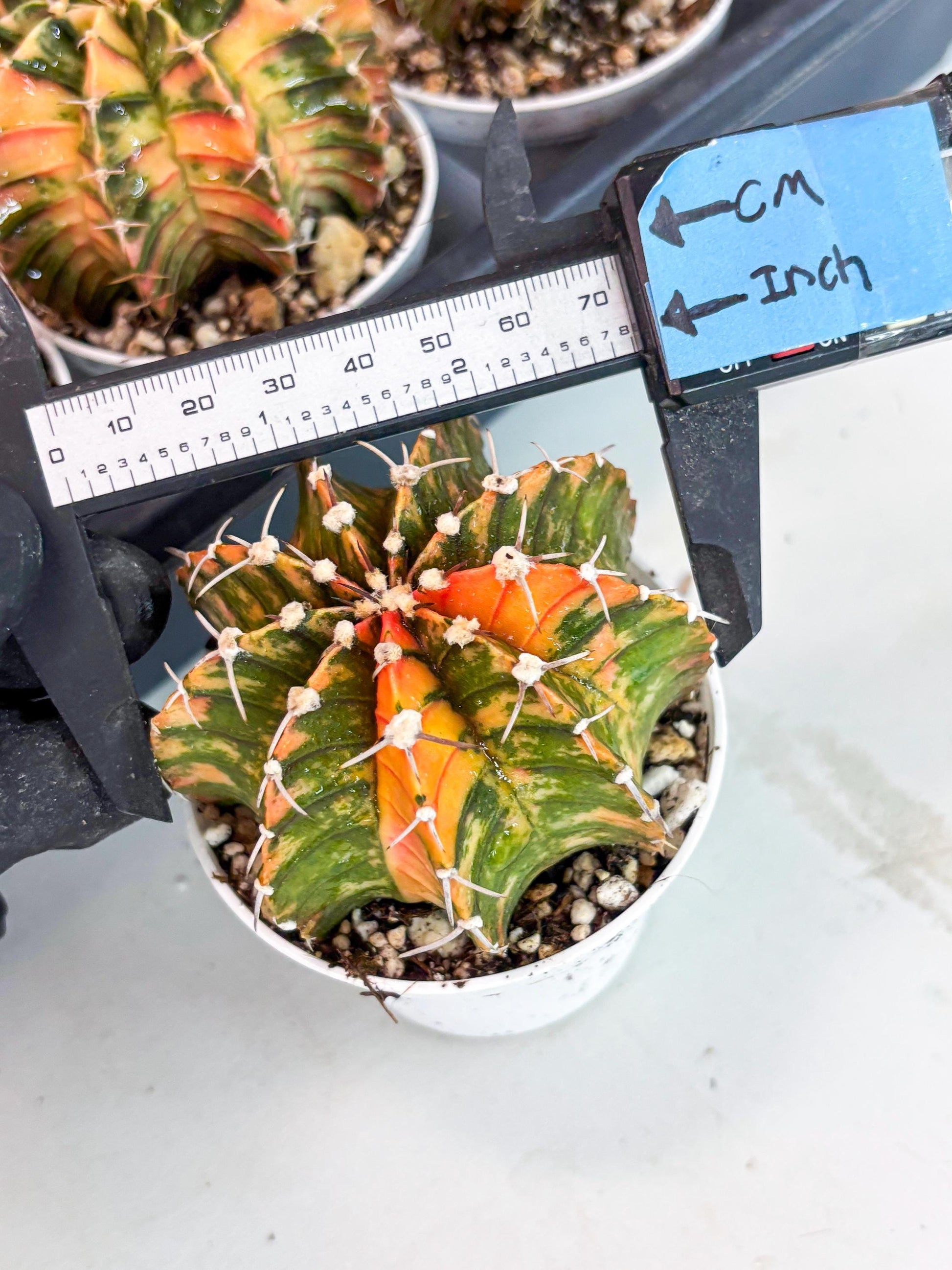 Gymnocalycium LB Hybrid | (gy7) (y3) | variegated cactus