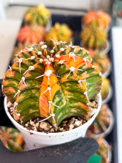 Gymnocalycium LB Hybrid | (gy7) (y3) | variegated cactus