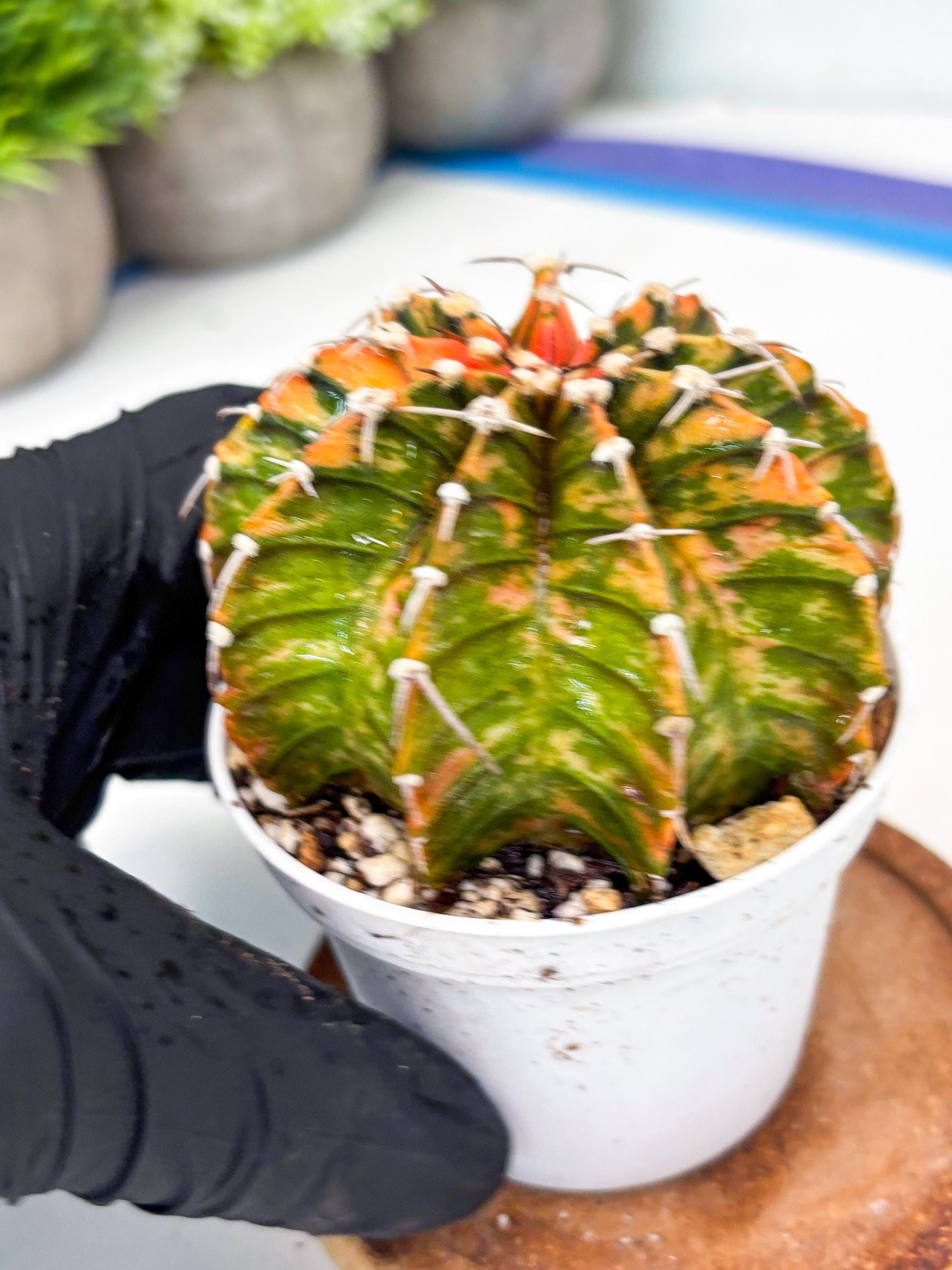 Gymnocalycium LB Hybrid | (gy7) (y3) | variegated cactus