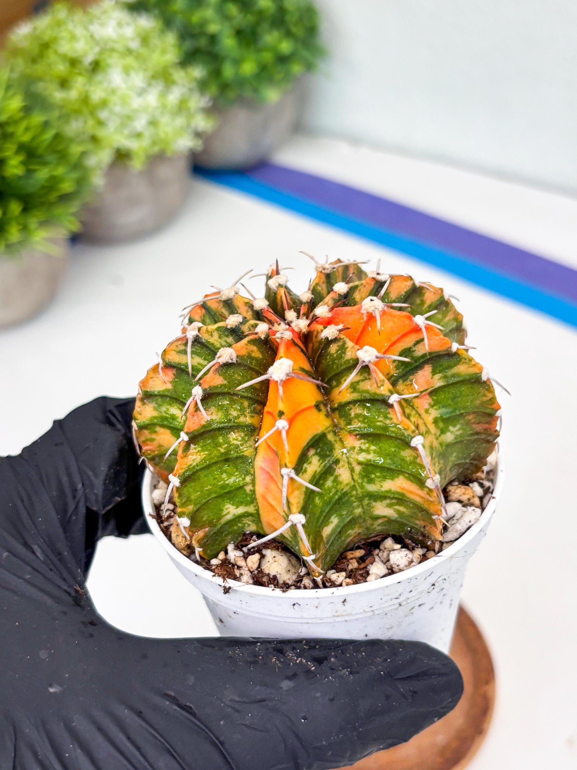 Gymnocalycium LB Hybrid | (gy7) (y3) | variegated cactus