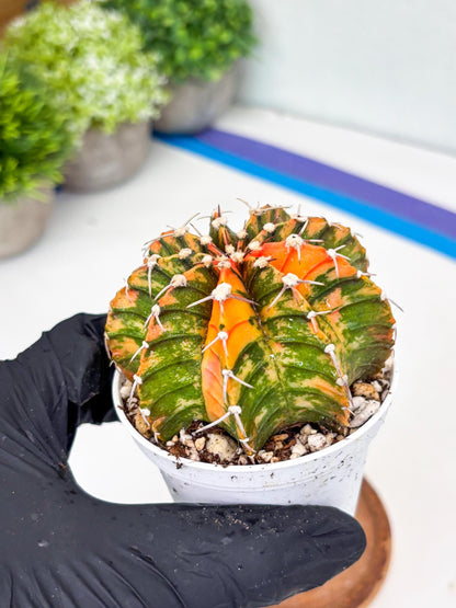 Gymnocalycium LB Hybrid | (gy7) (y3) | variegated cactus