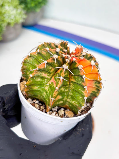 Gymnocalycium LB Hybrid | (gy7) (y3) | variegated cactus