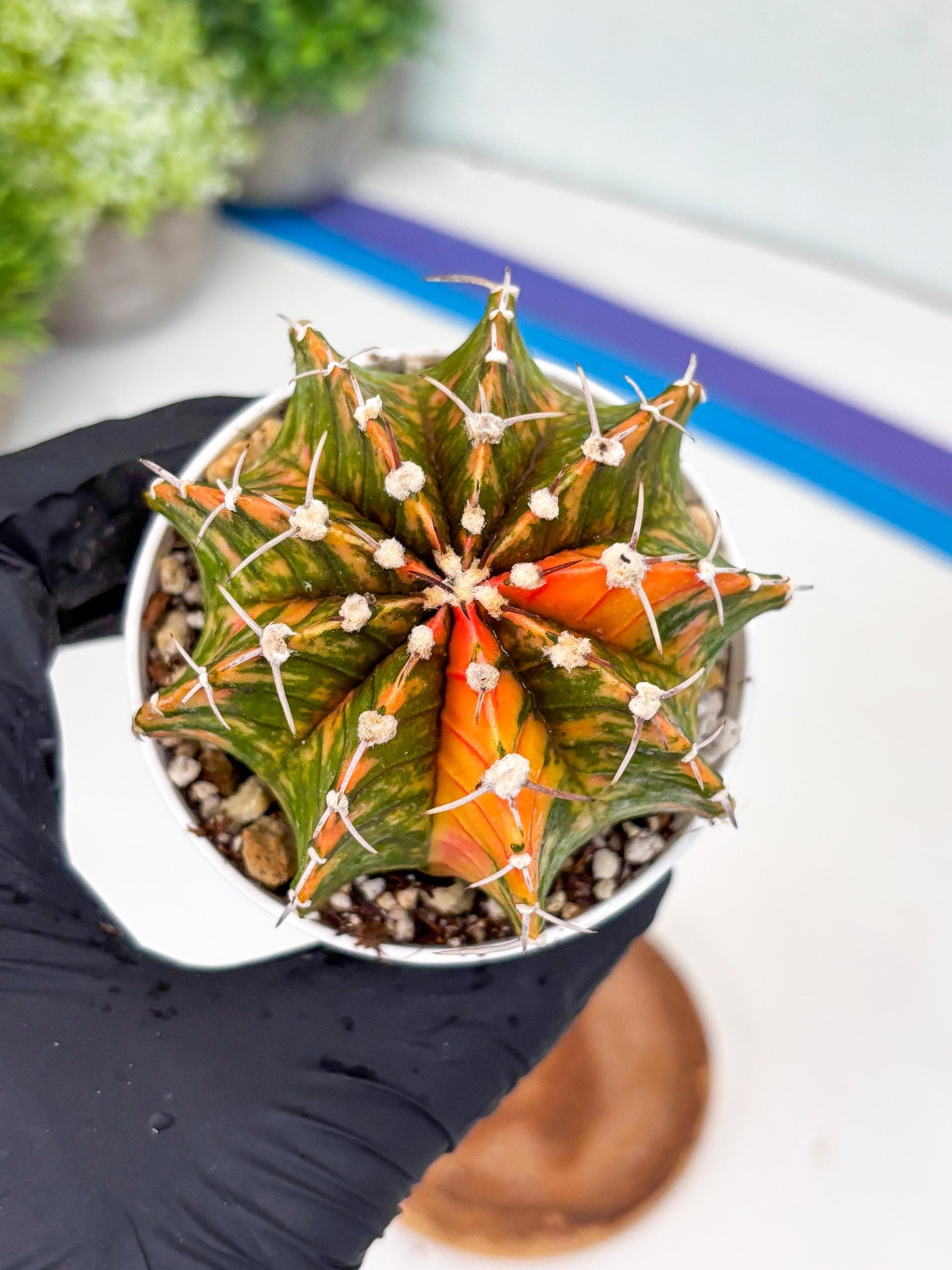 Gymnocalycium LB Hybrid | (gy7) (y3) | variegated cactus