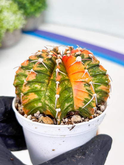 Gymnocalycium LB Hybrid | (gy7) (y3) | variegated cactus