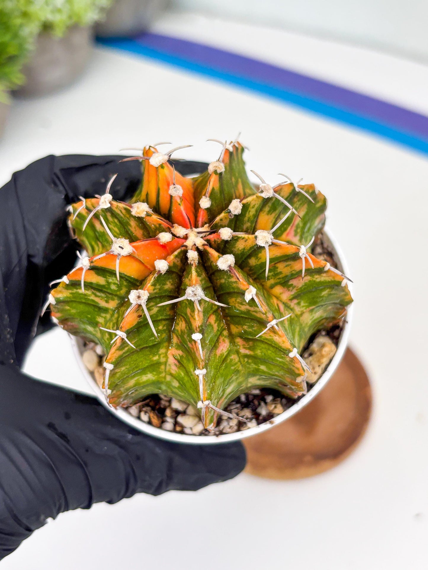 Gymnocalycium LB Hybrid | (gy7) (y3) | variegated cactus