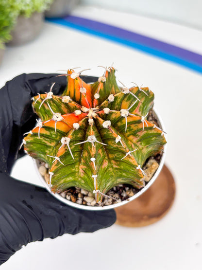 Gymnocalycium LB Hybrid | (gy7) (y3) | variegated cactus