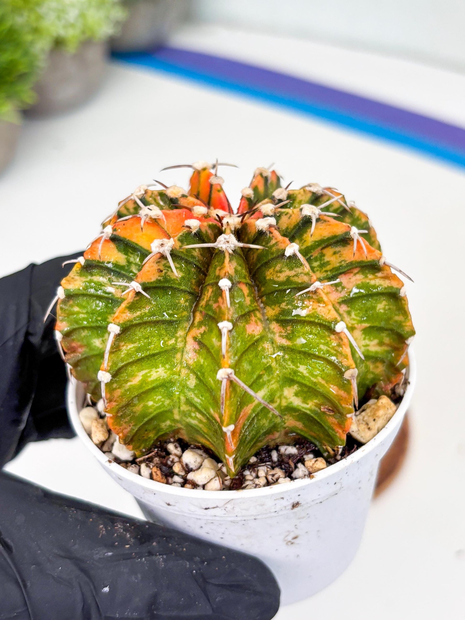 Gymnocalycium LB Hybrid | (gy7) (y3) | variegated cactus