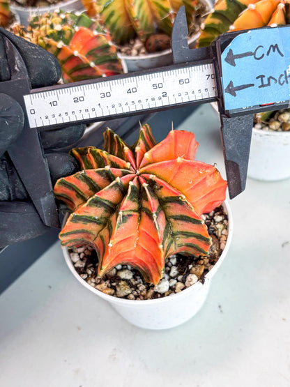 Gymnocalycium LB Hybrid | (gy7) (y4) | variegated cactus