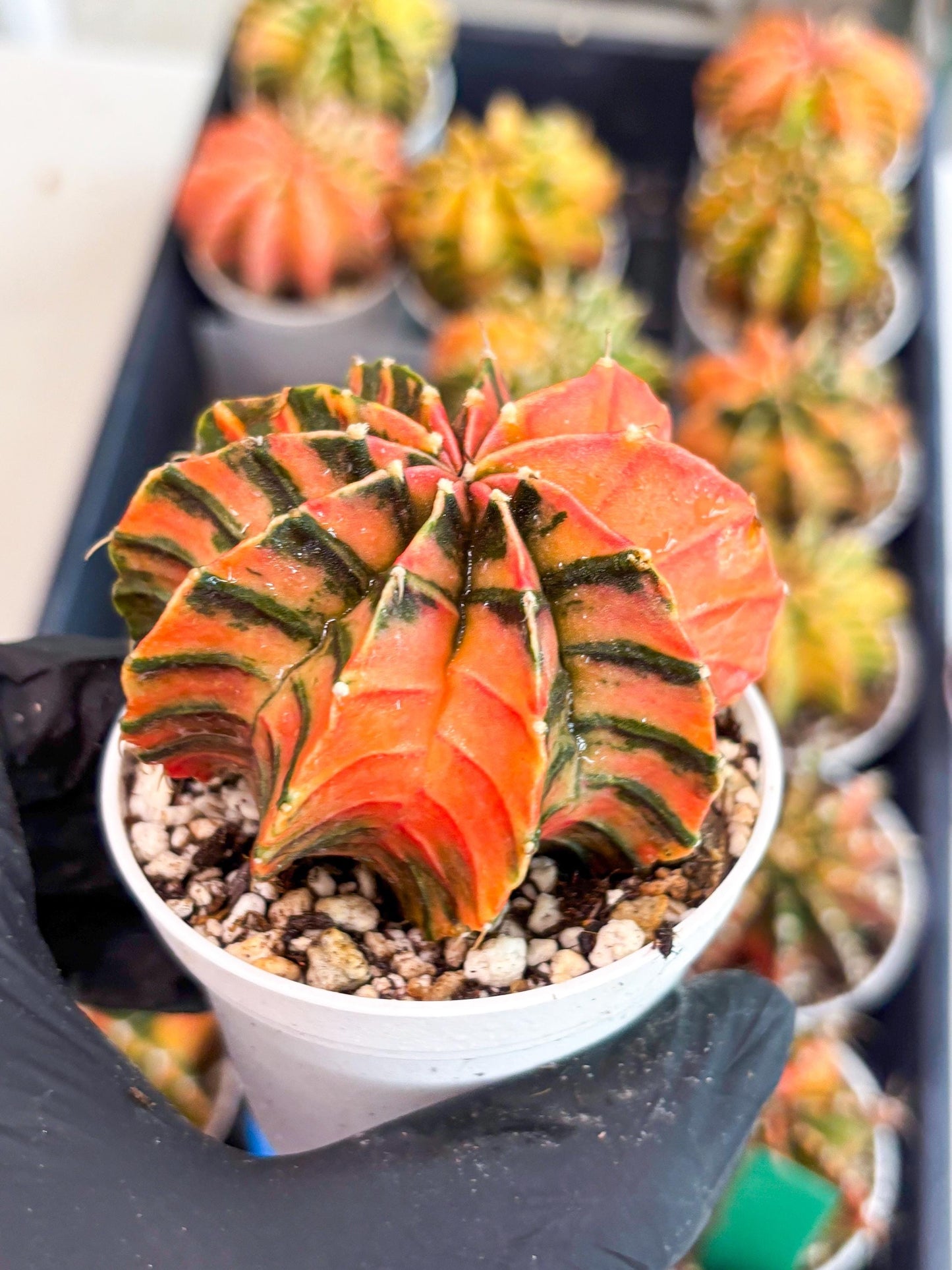 Gymnocalycium LB Hybrid | (gy7) (y4) | variegated cactus
