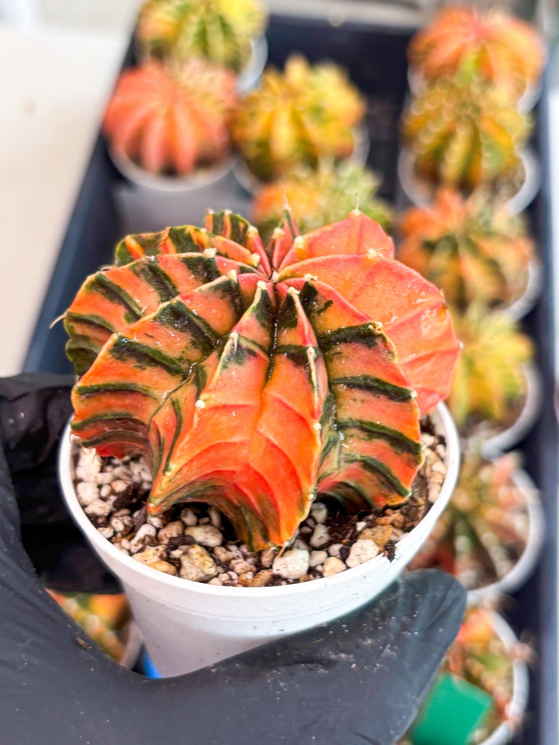Gymnocalycium LB Hybrid | (gy7) (y4) | variegated cactus