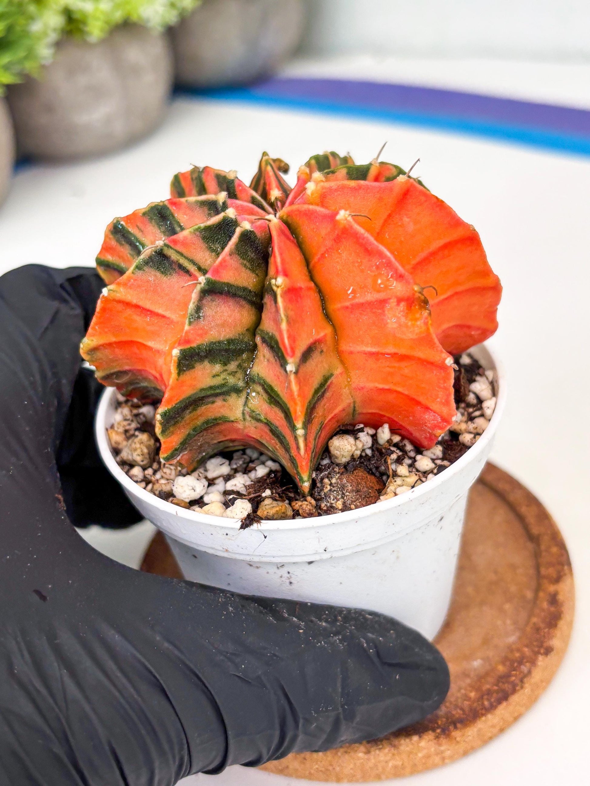 Gymnocalycium LB Hybrid | (gy7) (y4) | variegated cactus