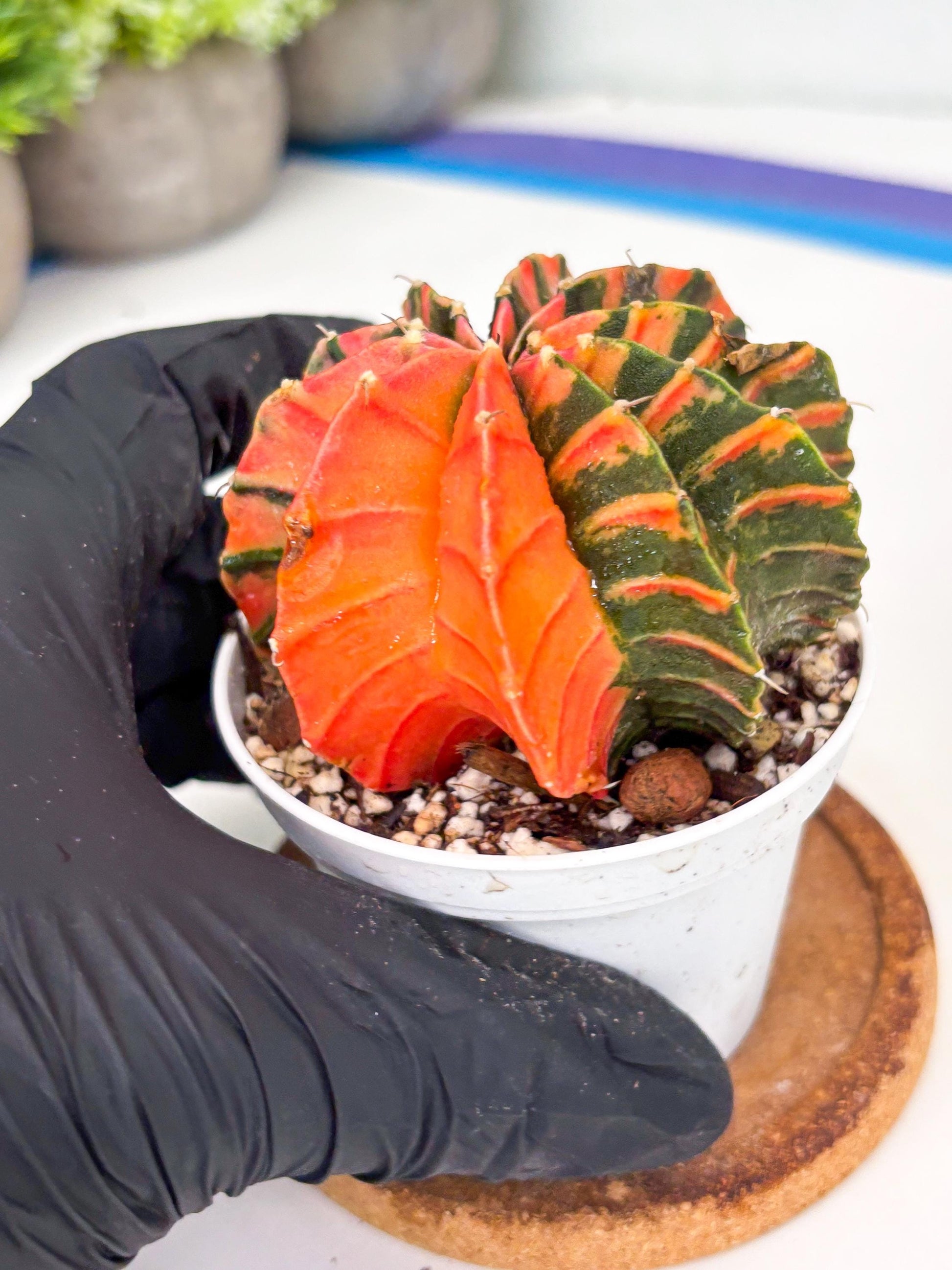 Gymnocalycium LB Hybrid | (gy7) (y4) | variegated cactus