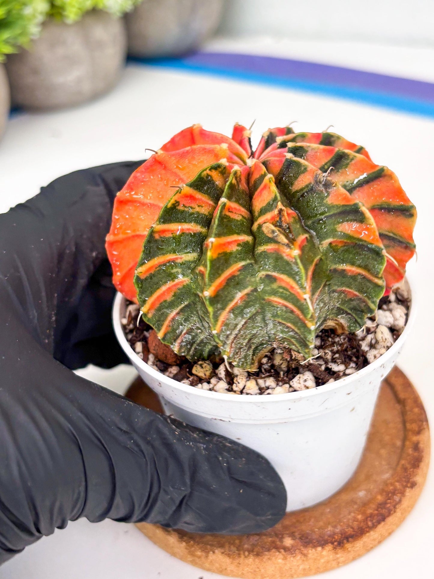 Gymnocalycium LB Hybrid | (gy7) (y4) | variegated cactus