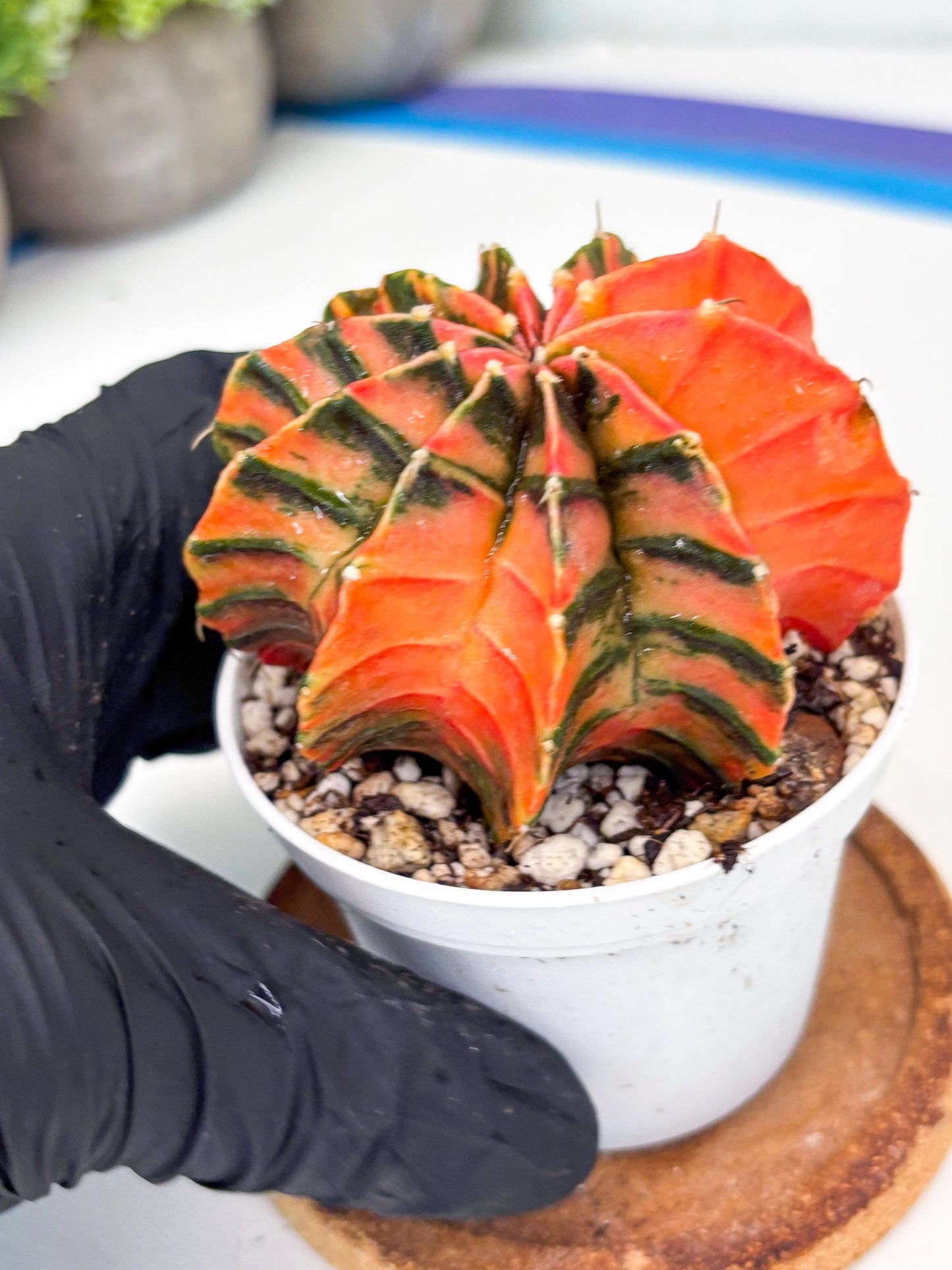 Gymnocalycium LB Hybrid | (gy7) (y4) | variegated cactus