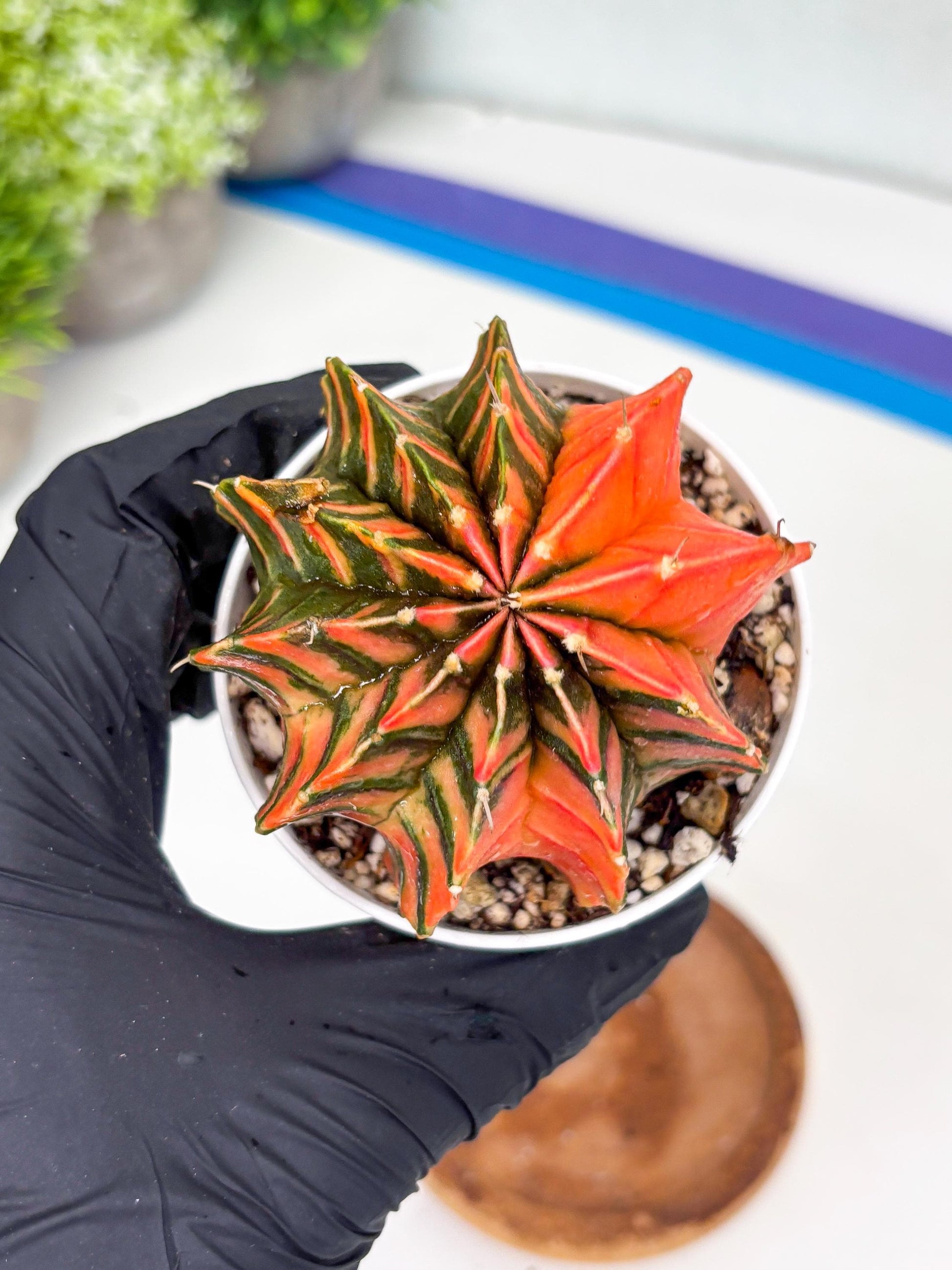 Gymnocalycium LB Hybrid | (gy7) (y4) | variegated cactus