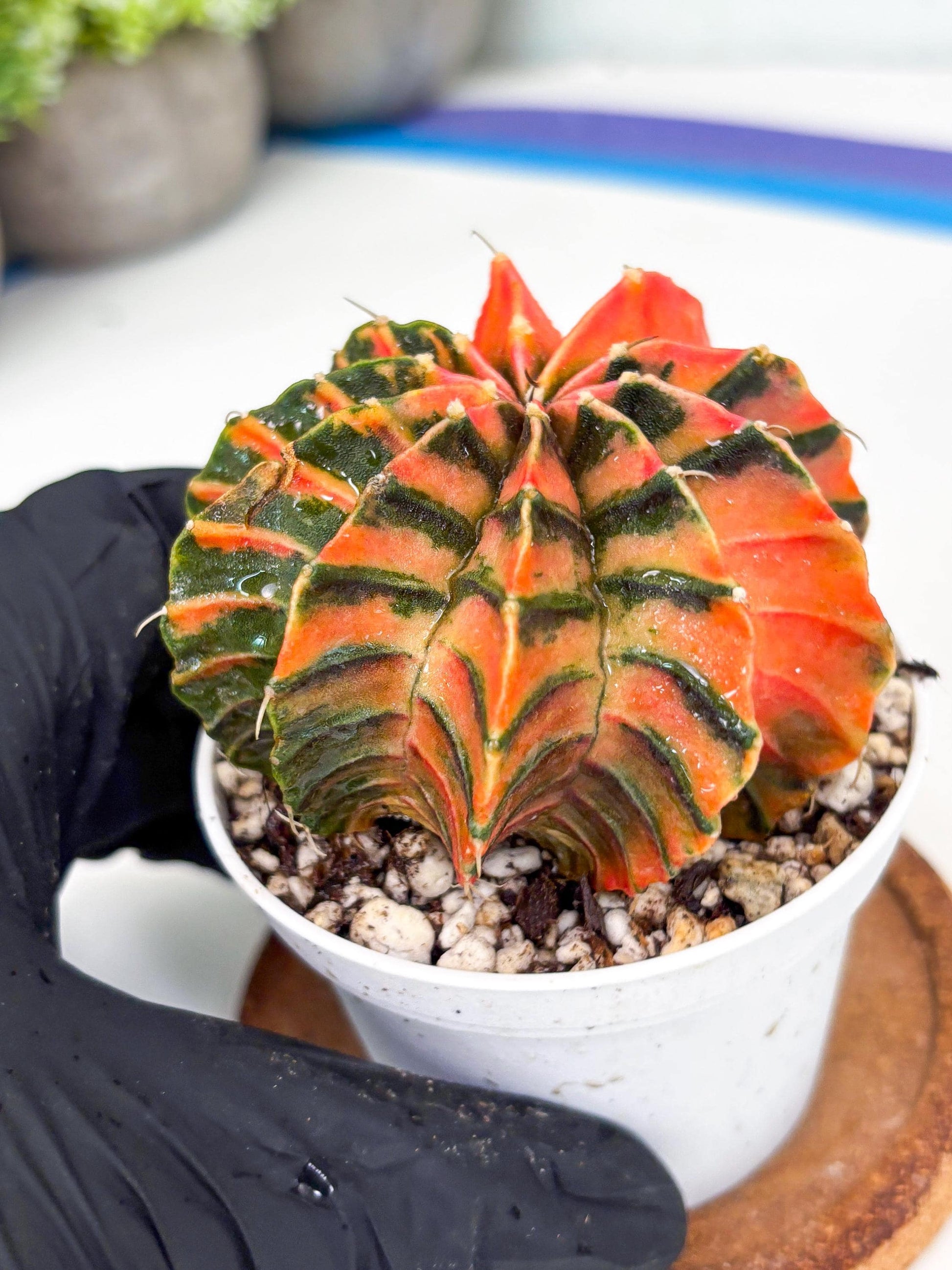 Gymnocalycium LB Hybrid | (gy7) (y4) | variegated cactus