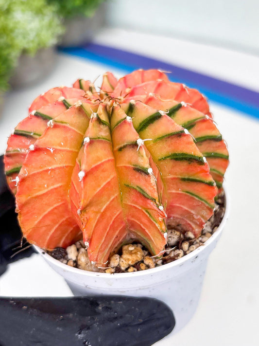 Gymnocalycium LB Hybrid | (gy7) (y6) | variegated cactus