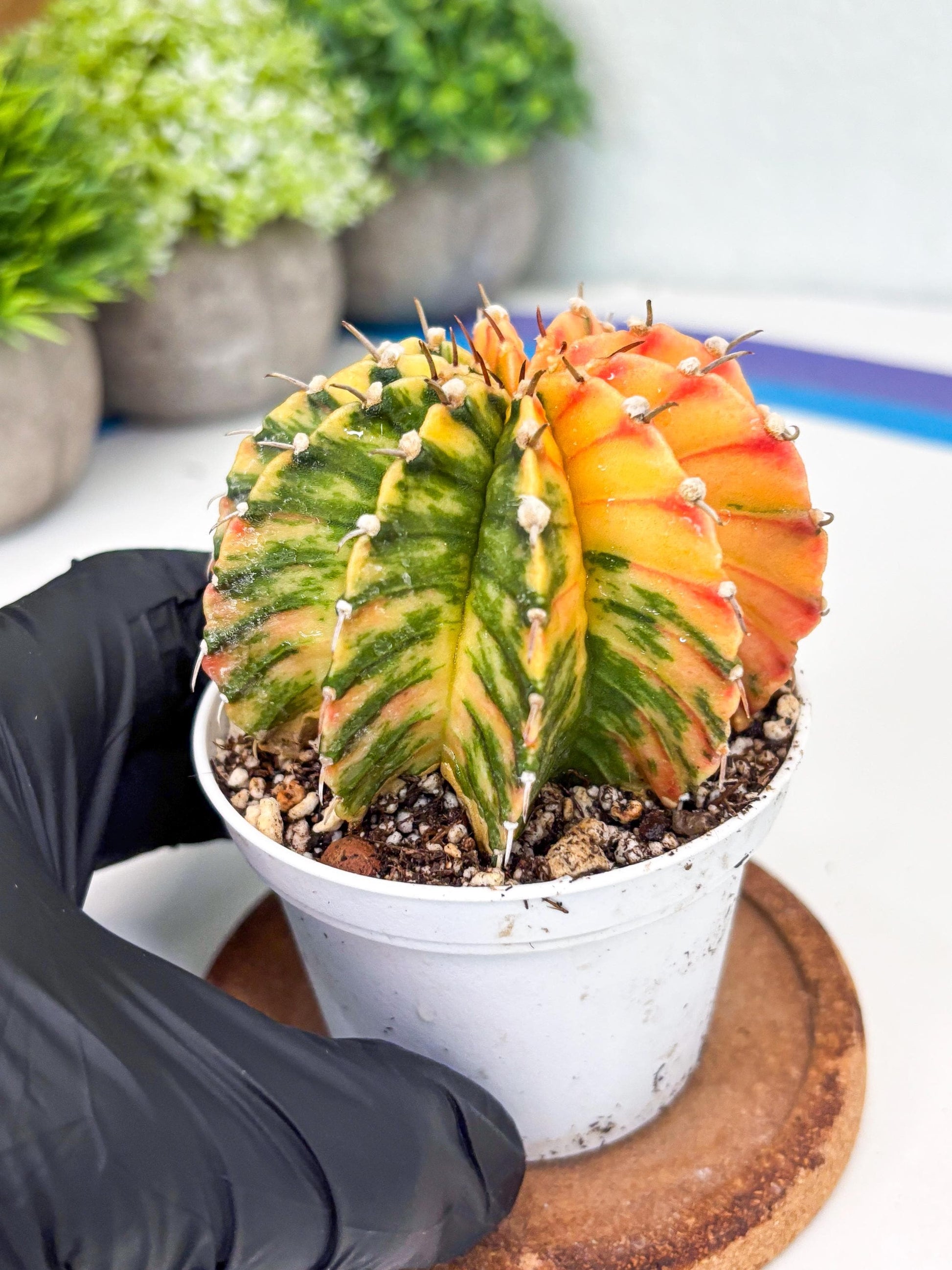 Gymnocalycium LB Hybrid | (gy8) (r1) | variegated cactus