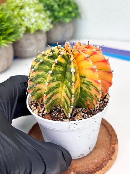 Gymnocalycium LB Hybrid | (gy8) (r1) | variegated cactus