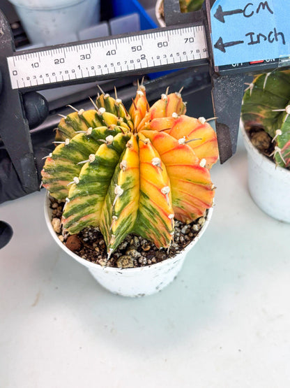 Gymnocalycium LB Hybrid | (gy8) (r1) | variegated cactus